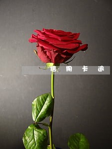 信用卡逾期5年后能消除吗 信用卡逾期5年后能消除吗
