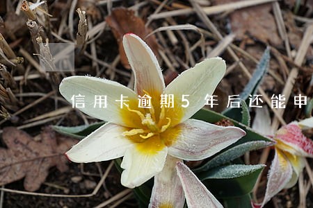 信用卡逾期5年后还能申请吗