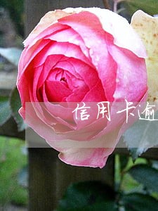 信用卡逾期5年多钱利息