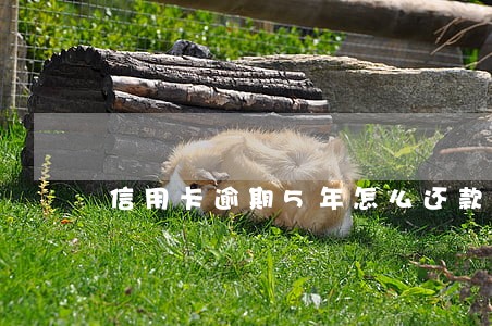 信用卡逾期5年怎么还款 信用卡逾期5年怎么还款