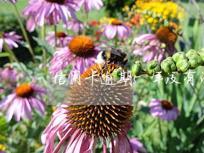 信用卡逾期5年没有消掉 信用卡逾期5年没有消掉