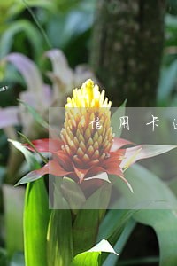 信用卡逾期5次不能贷款吗 信用卡逾期5次不能贷款吗