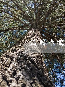 信用卡逾期5次可以车贷吗 信用卡逾期5次可以车贷吗