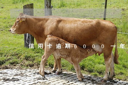 信用卡逾期6000一年 信用卡逾期6000一年