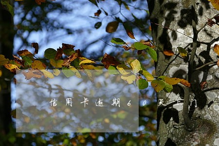 信用卡逾期60天上门