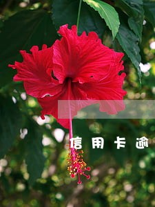 信用卡逾期60天影响征信 信用卡逾期60天影响征信