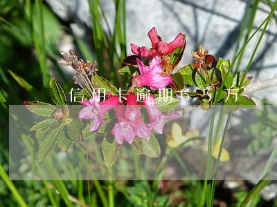 信用卡逾期65万 信用卡逾期65万