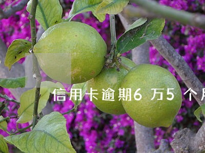 信用卡逾期6万5个月 信用卡逾期6万5个月