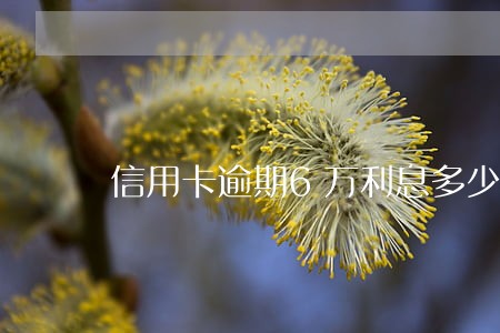 信用卡逾期6万利息多少 信用卡逾期6万利息多少