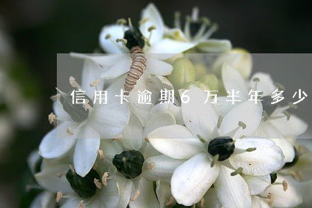 信用卡逾期6万半年多少 信用卡逾期6万半年多少