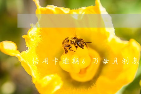 信用卡逾期6万每月利息