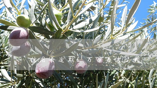 信用卡逾期6万等着法院判 信用卡逾期6万等着法院判