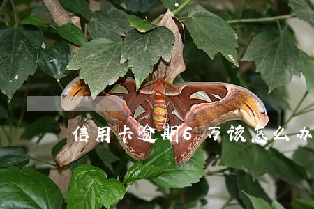 信用卡逾期6万该怎么办 信用卡逾期6万该怎么办