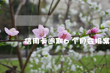 信用卡逾期6个月会报案吗