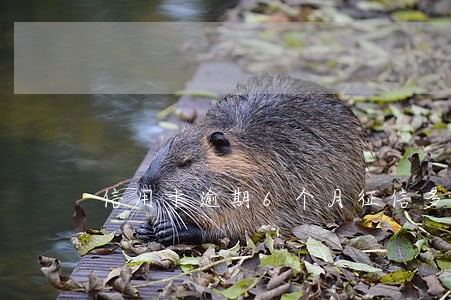 信用卡逾期6个月征信多久恢复 信用卡逾期6个月征信多久恢复