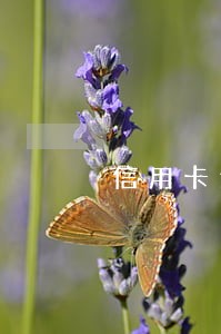 信用卡逾期6个月欠款3000