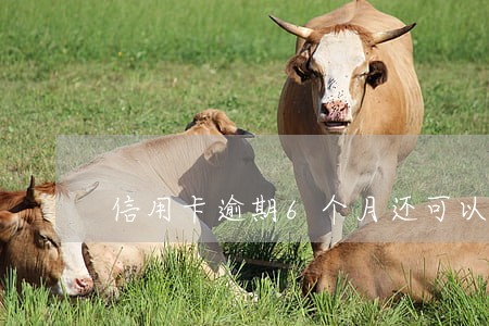信用卡逾期6个月还可以用吗