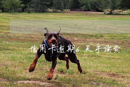 信用卡逾期6天手续费
