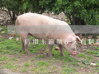 信用卡逾期6天有利息吗 信用卡逾期6天有利息吗