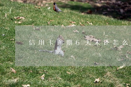 信用卡逾期6天未还怎么办 信用卡逾期6天未还怎么办