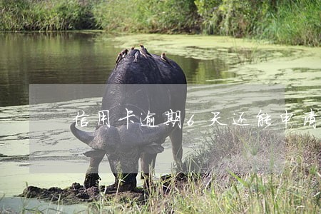 信用卡逾期6天还能申请吗 信用卡逾期6天还能申请吗