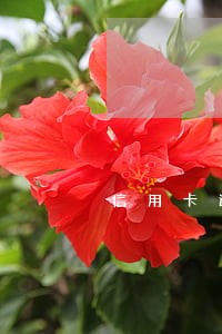 信用卡逾期6期以上能坐飞机吗 信用卡逾期6期以上能坐飞机吗