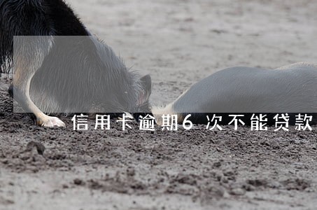 信用卡逾期6次不能贷款咋办