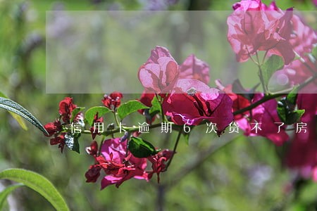 信用卡逾期6次贷不了房贷 信用卡逾期6次贷不了房贷
