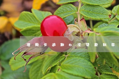 信用卡逾期6次贷款利率 信用卡逾期6次贷款利率