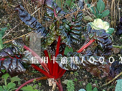 信用卡逾期7000怎么办 信用卡逾期7000怎么办