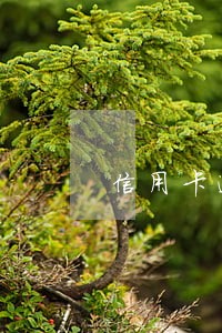 信用卡逾期70万