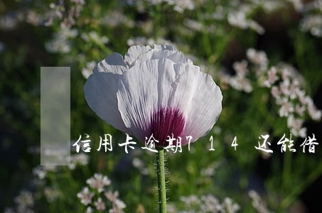 信用卡逾期714还能借吗 信用卡逾期714还能借吗