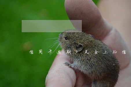 信用卡逾期7天会上征信么 信用卡逾期7天会上征信么