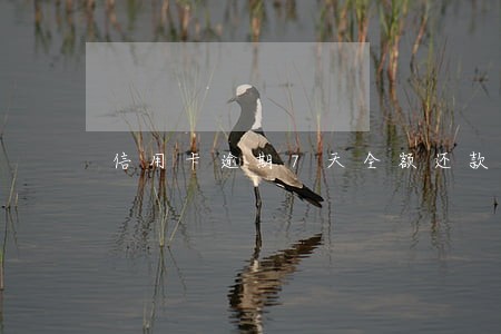 信用卡逾期7天全额还款 信用卡逾期7天全额还款