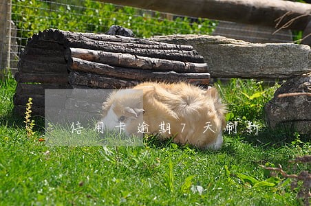 信用卡逾期7天刷新