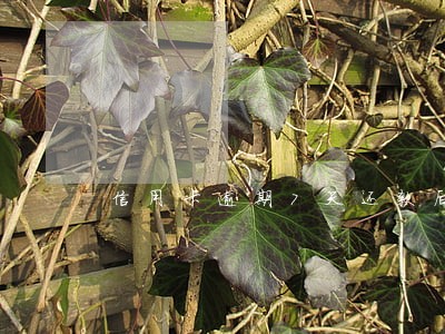 信用卡逾期7天还款后果 信用卡逾期7天还款后果