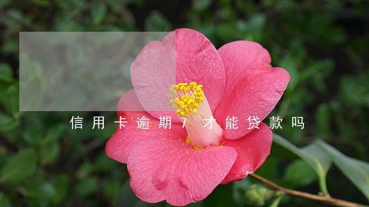 信用卡逾期7才能贷款吗 信用卡逾期7才能贷款吗