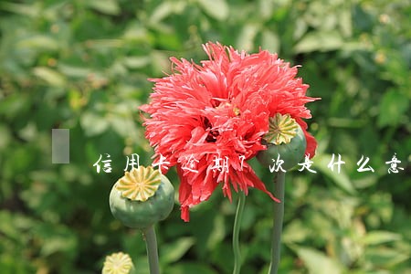 信用卡逾期7次是什么意思 信用卡逾期7次是什么意思
