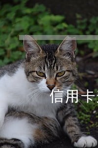 信用卡逾期80天会被起诉吗 信用卡逾期80天会被起诉吗