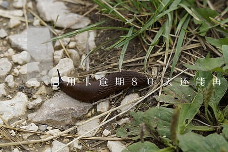 信用卡逾期80天还能再开通吗 信用卡逾期80天还能再开通吗