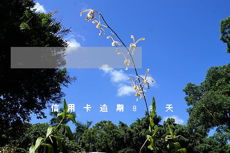 信用卡逾期88天 信用卡逾期88天