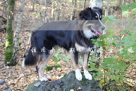 信用卡逾期8万会坐牢吗