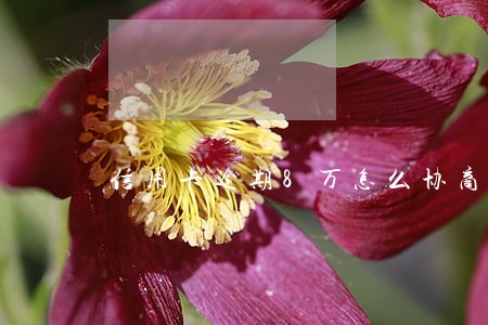 信用卡逾期8万怎么协商分期 信用卡逾期8万怎么协商分期