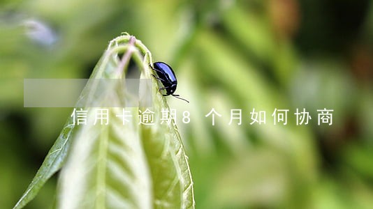 信用卡逾期8个月如何协商