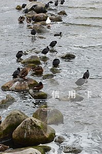 信用卡逾期8个月小鹅会下款吗 信用卡逾期8个月小鹅会下款吗