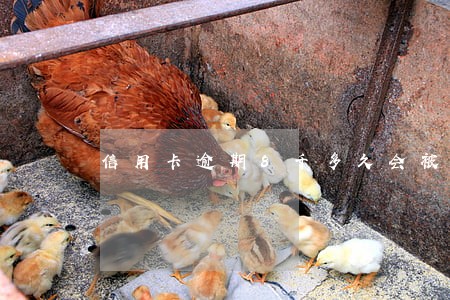 信用卡逾期8千多久会被起诉 信用卡逾期8千多久会被起诉