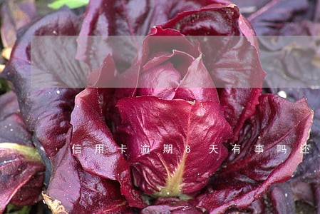信用卡逾期8天有事吗还能用吗 信用卡逾期8天有事吗还能用吗