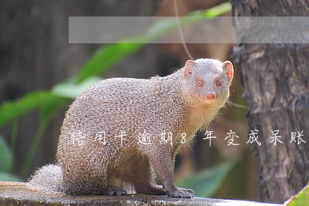 信用卡逾期8年变成呆账怎么办 信用卡逾期8年变成呆账怎么办