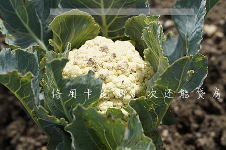 信用卡逾期8次还能贷房贷吗 信用卡逾期8次还能贷房贷吗