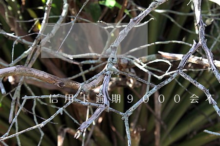 信用卡逾期9000会不会冻结